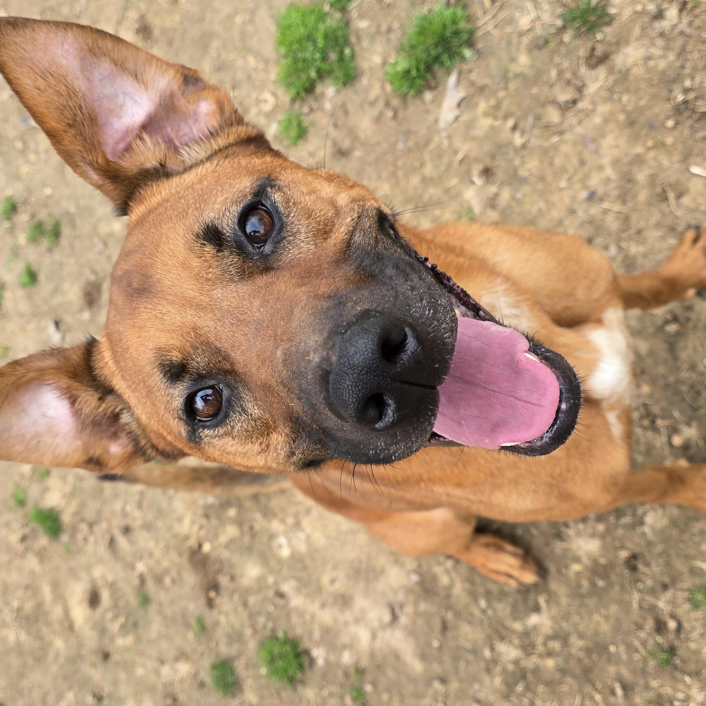 Enlarge BRUNO, a Adoptable mixed breed in Athens, AL image 4/6
