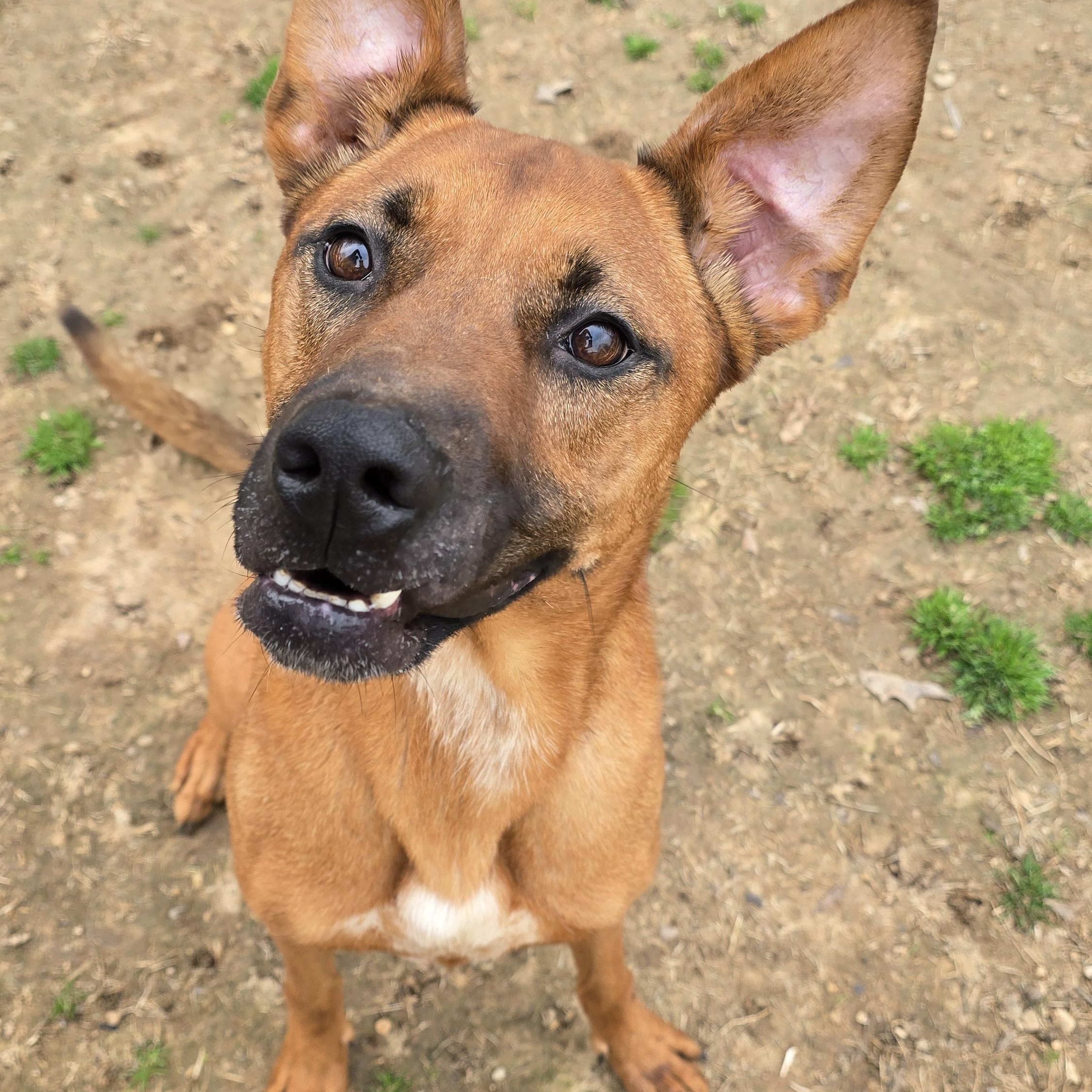 BRUNO, Adoptable, Adult Male German Shepherd Dog.