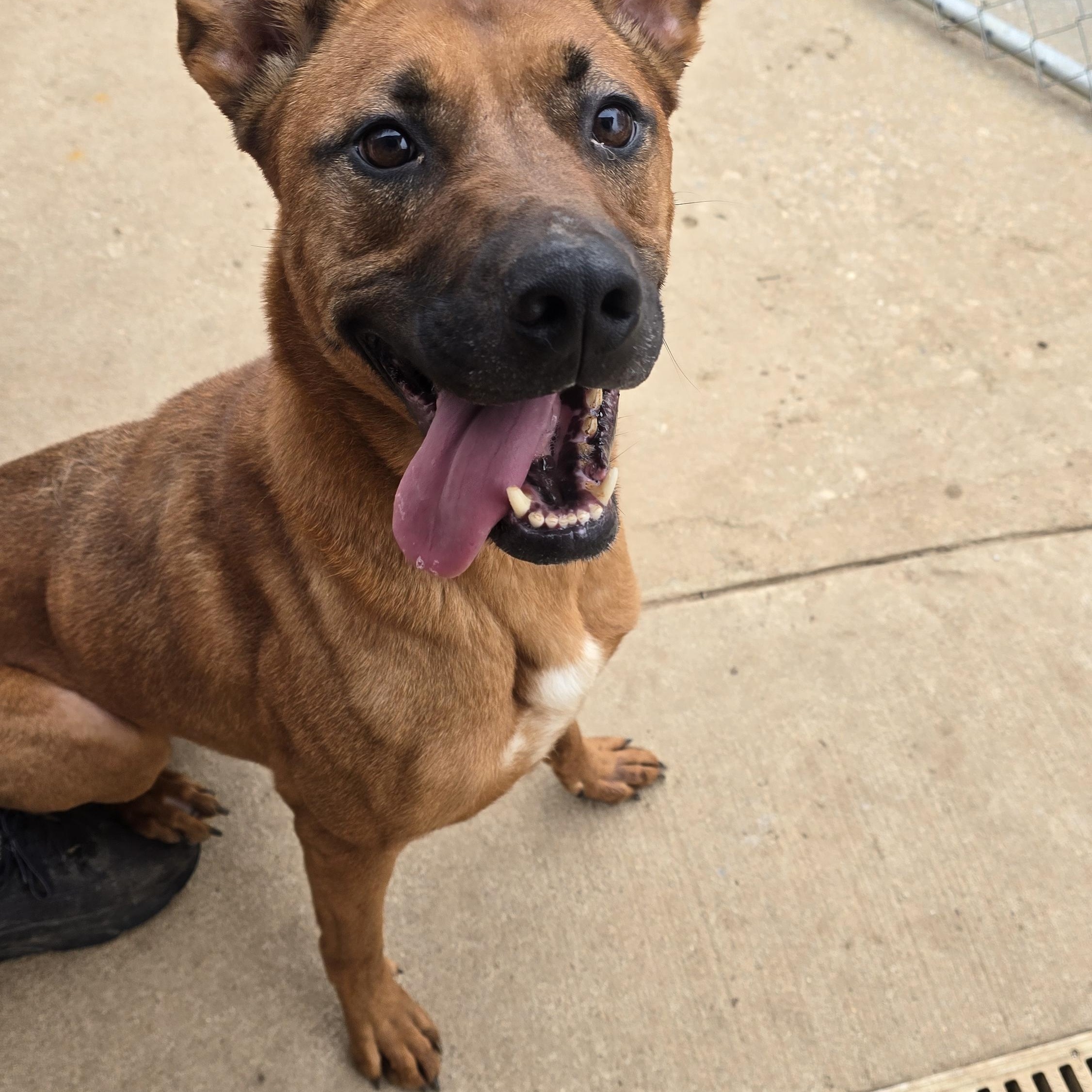 Enlarge BRUNO, a Adoptable mixed breed in Athens, AL image 5/6
