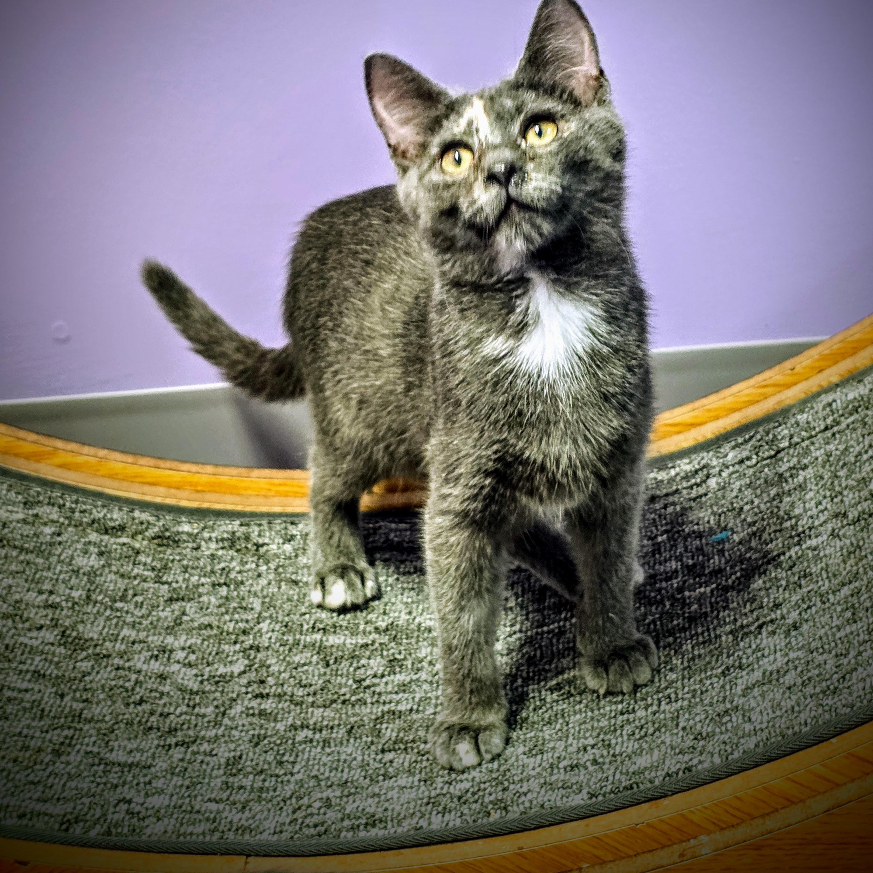 Enlarge Osha, a Adoptable Dilute Tortoiseshell in Greensburg, PA image 2/2