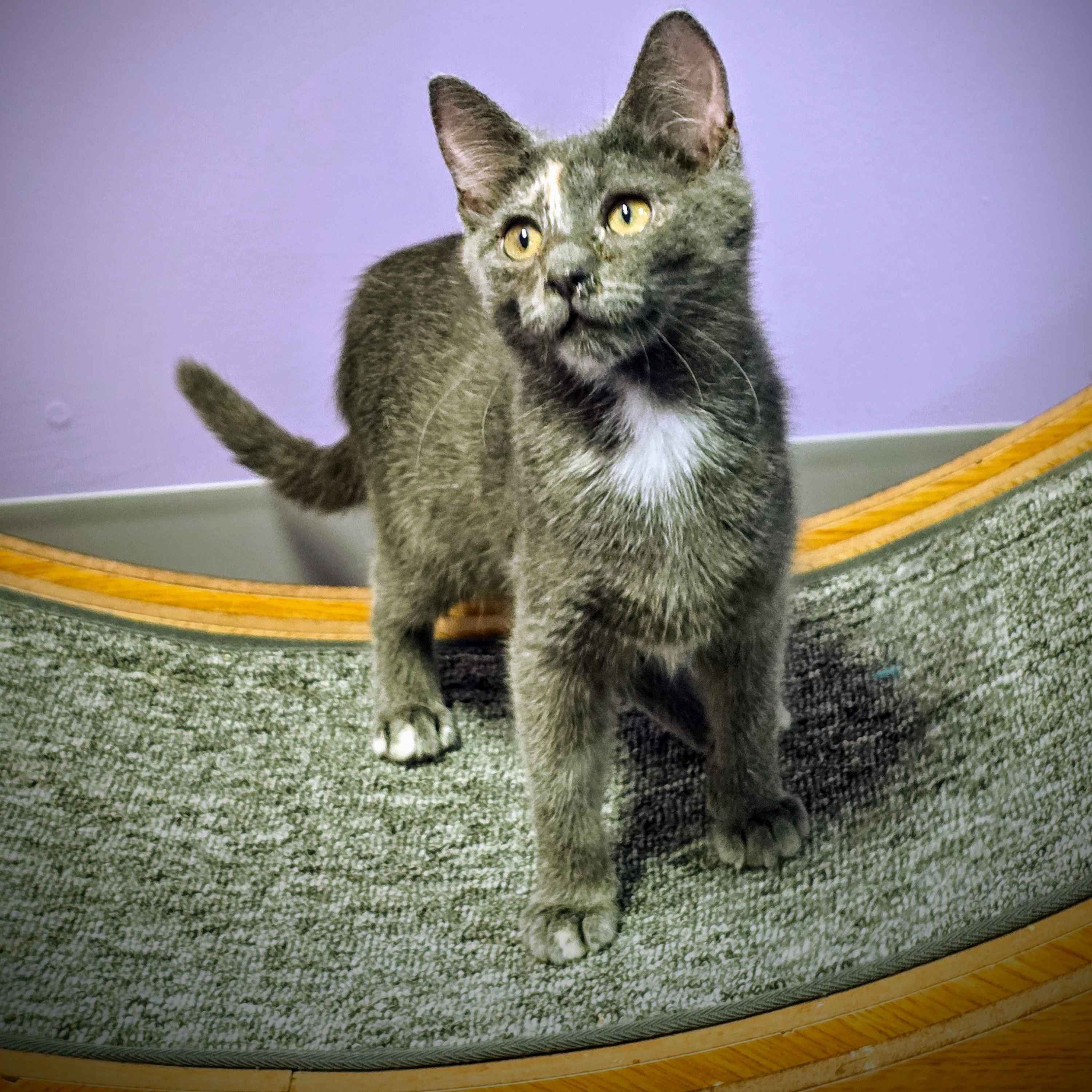 Enlarge Osha, a Adoptable Dilute Tortoiseshell in Greensburg, PA image 1/2