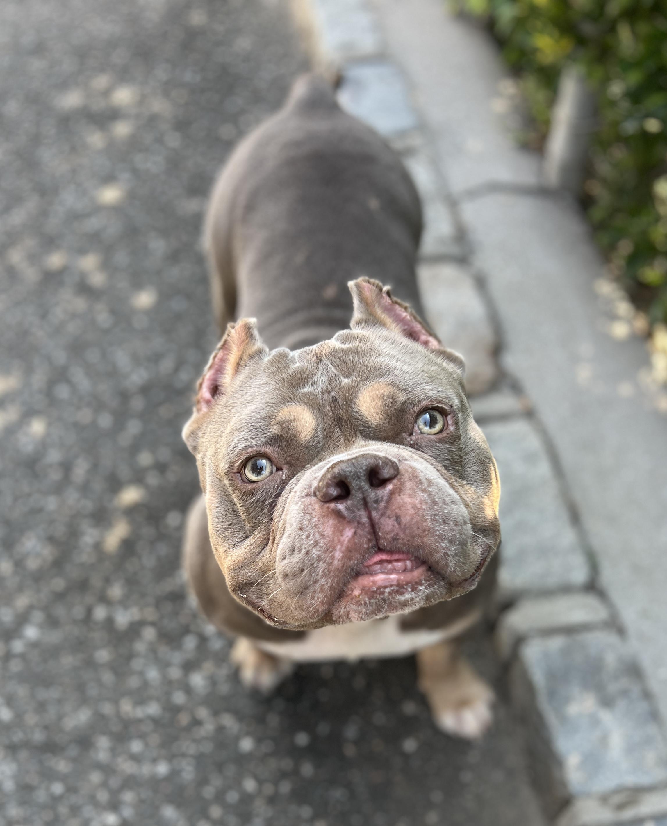 Enlarge Brisket, a ADOPTABLE mixed breed in Port Washington, NY image 6/6