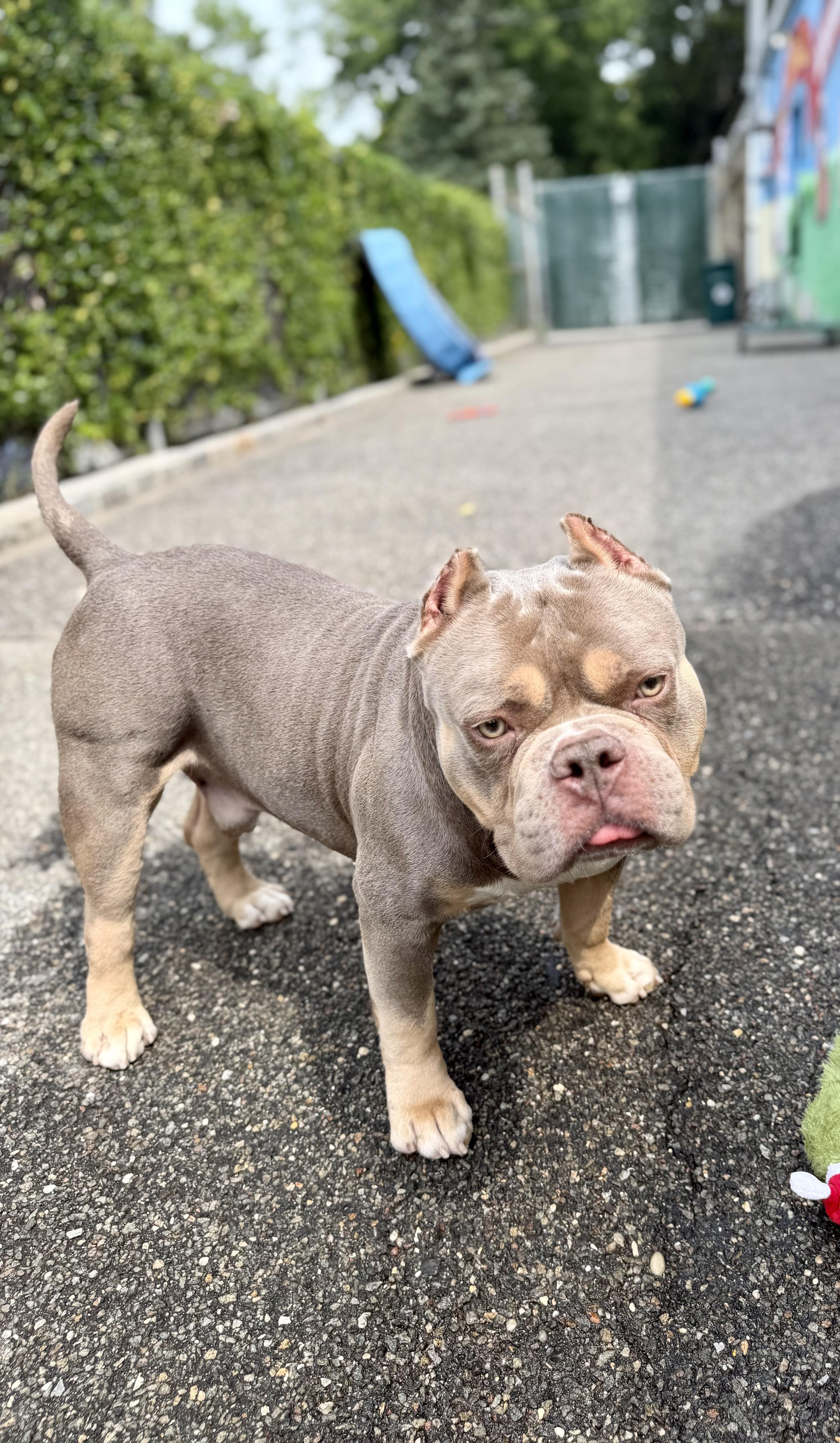 Enlarge Brisket, a ADOPTABLE mixed breed in Port Washington, NY image 1/6