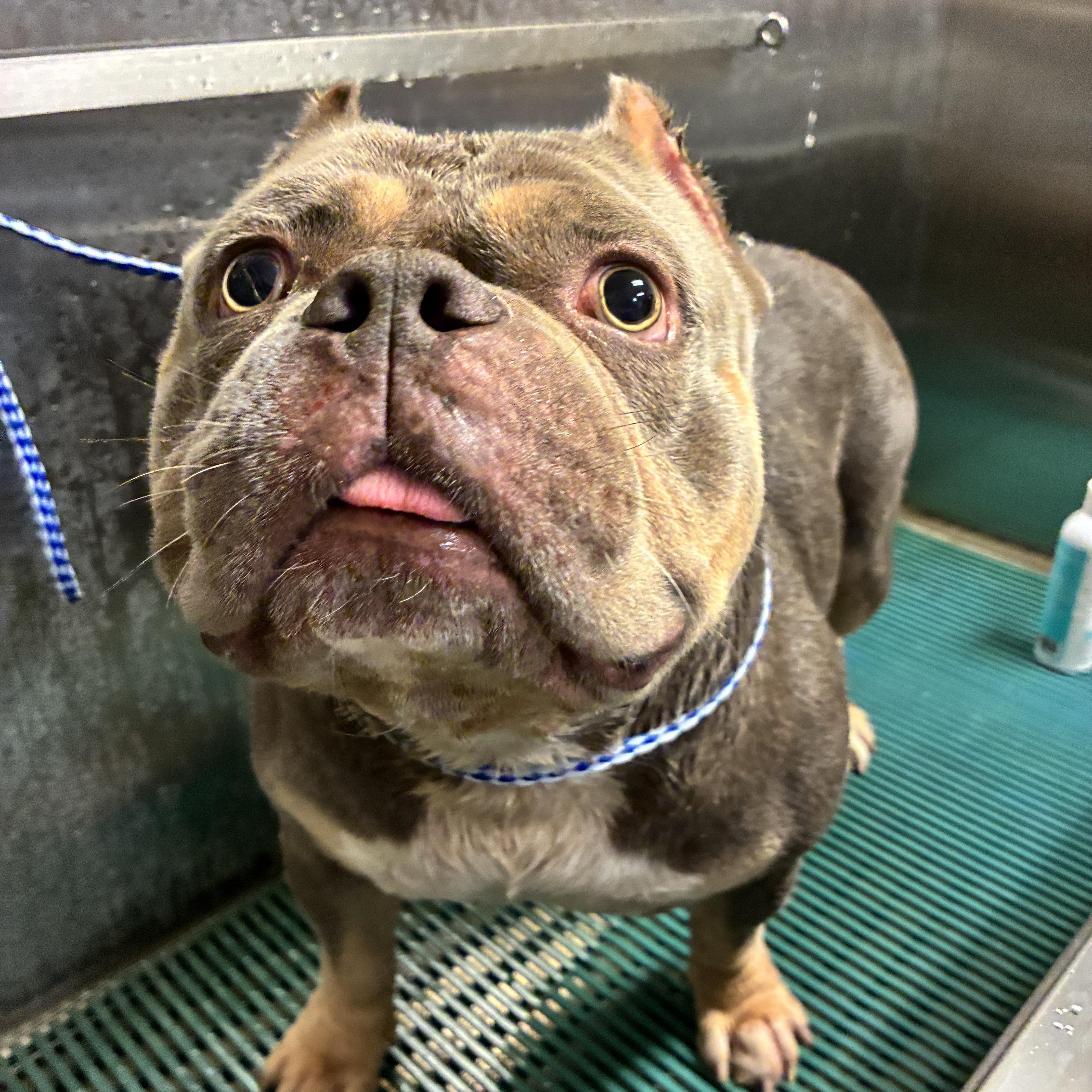 Enlarge Brisket, a ADOPTABLE mixed breed in Port Washington, NY image 2/6