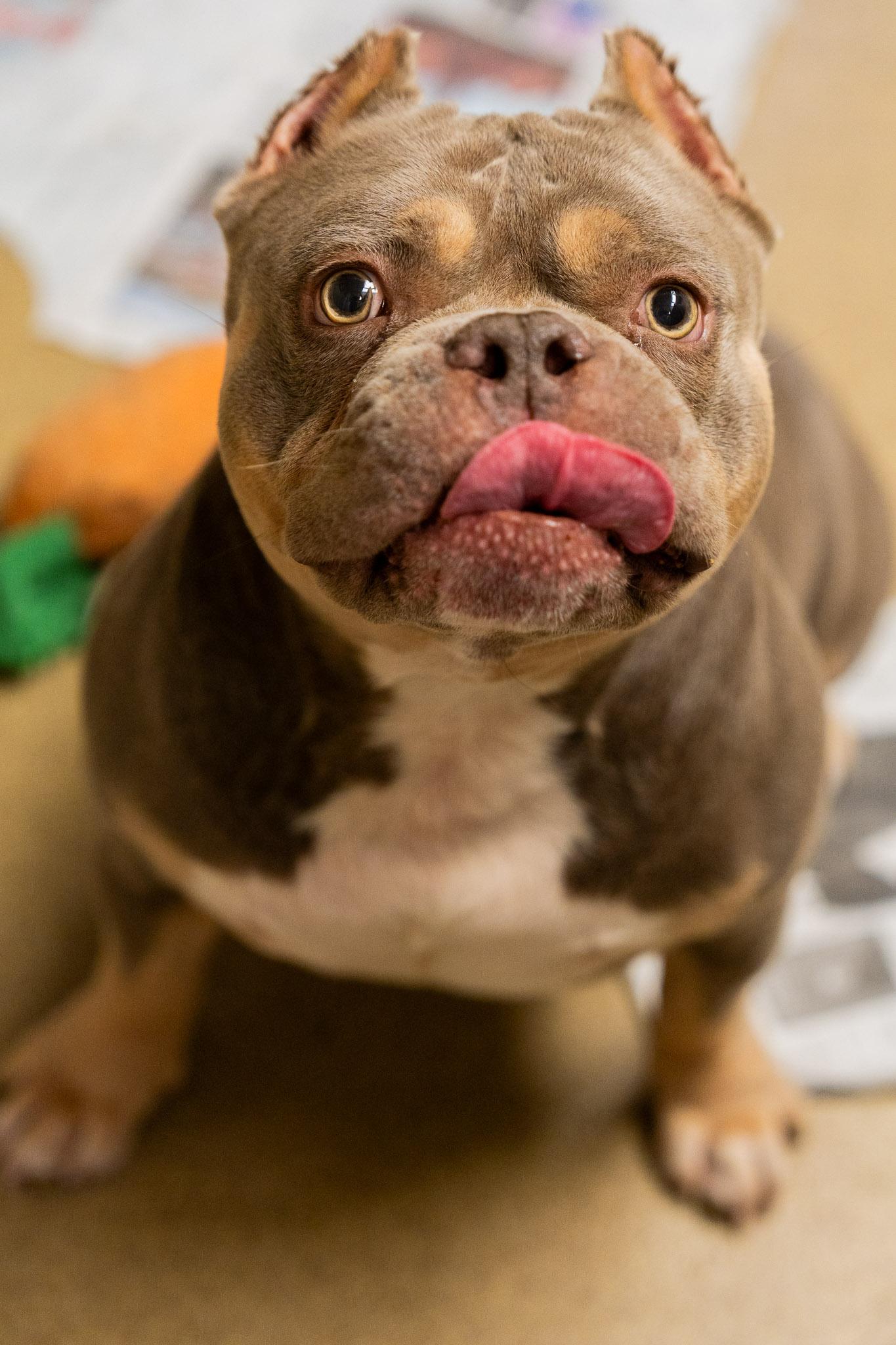 Brisket, ADOPTABLE, Adult Male Bulldog.