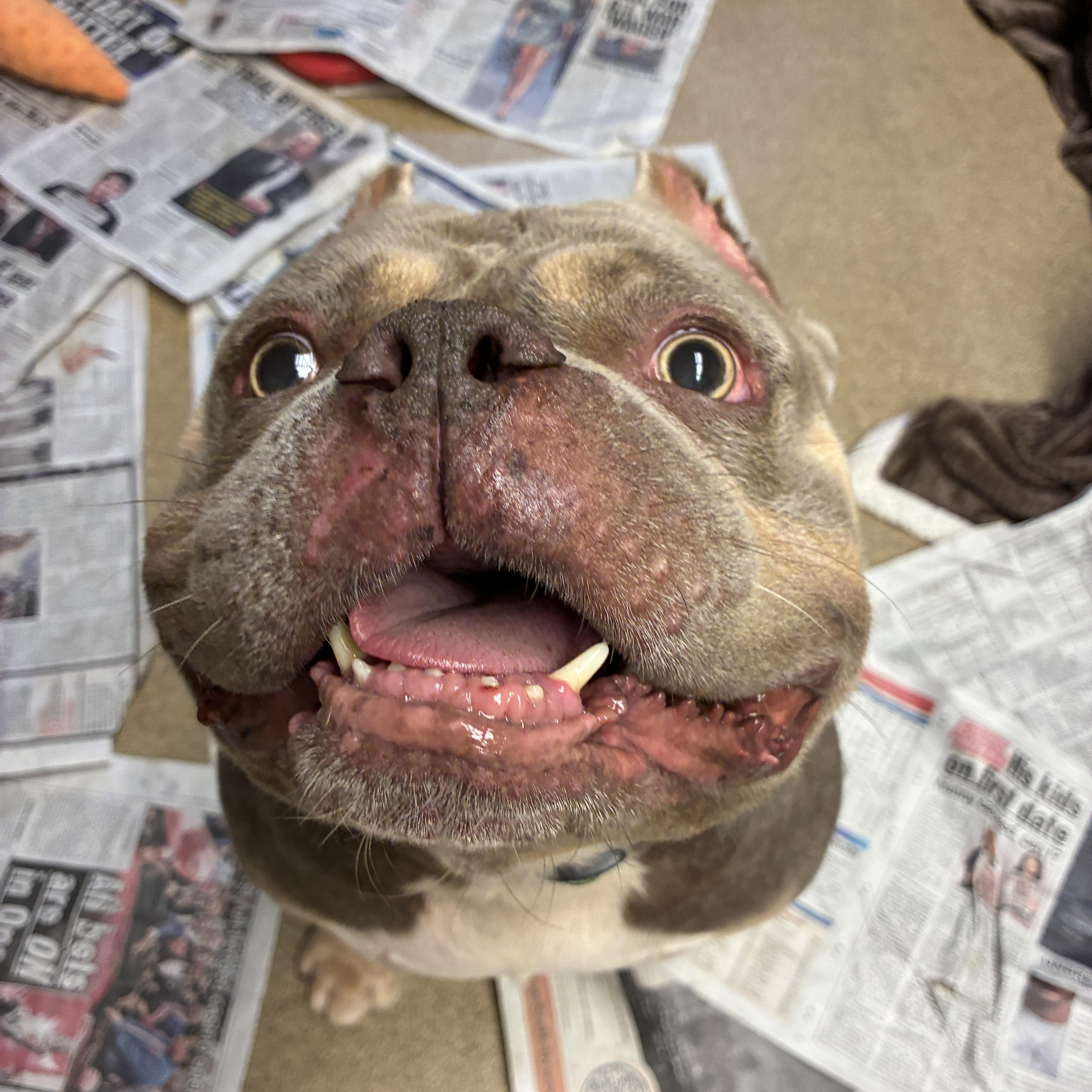 Enlarge Brisket, a ADOPTABLE mixed breed in Port Washington, NY image 3/6