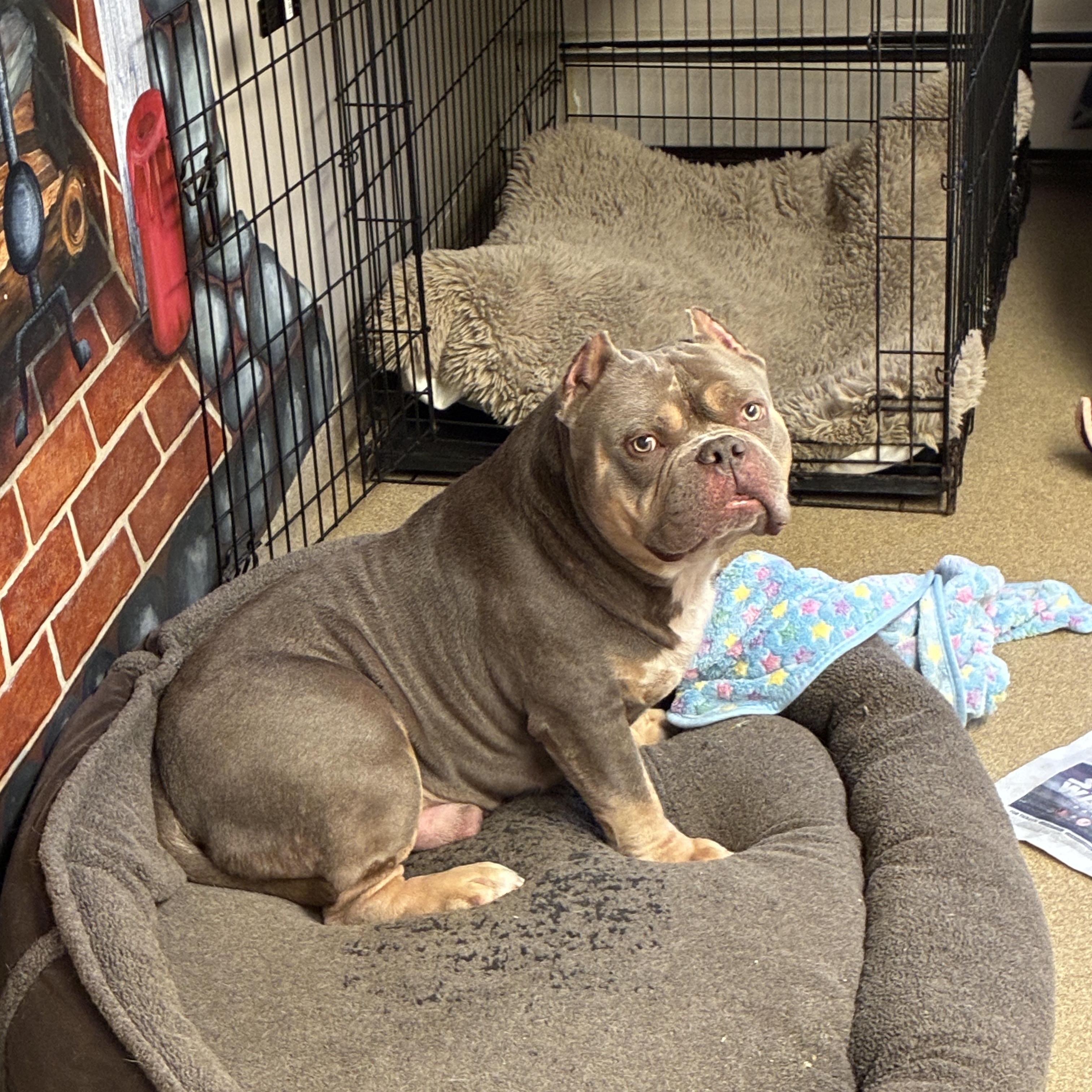 Enlarge Brisket, a ADOPTABLE mixed breed in Port Washington, NY image 5/6