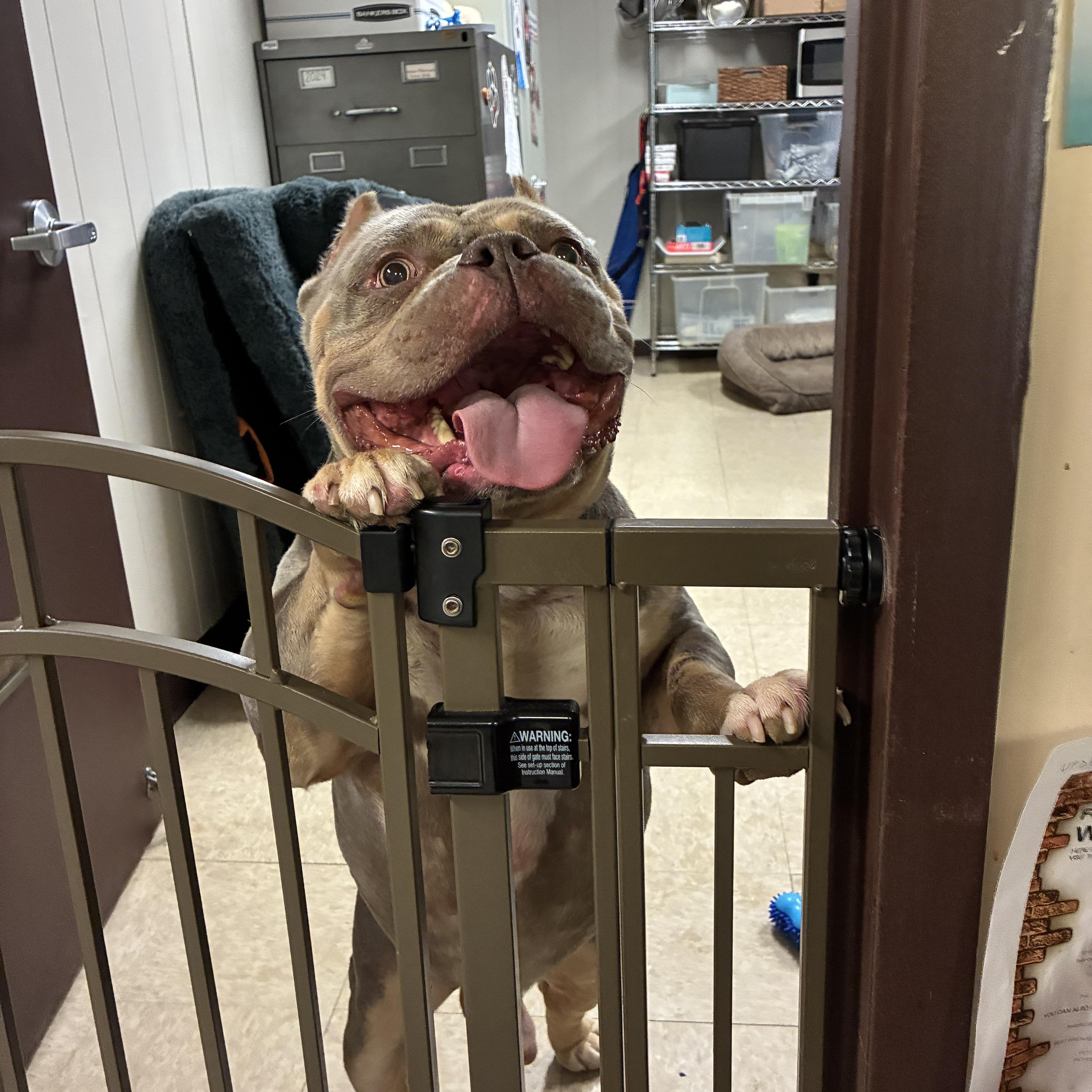 Enlarge Brisket, a ADOPTABLE mixed breed in Port Washington, NY image 4/6