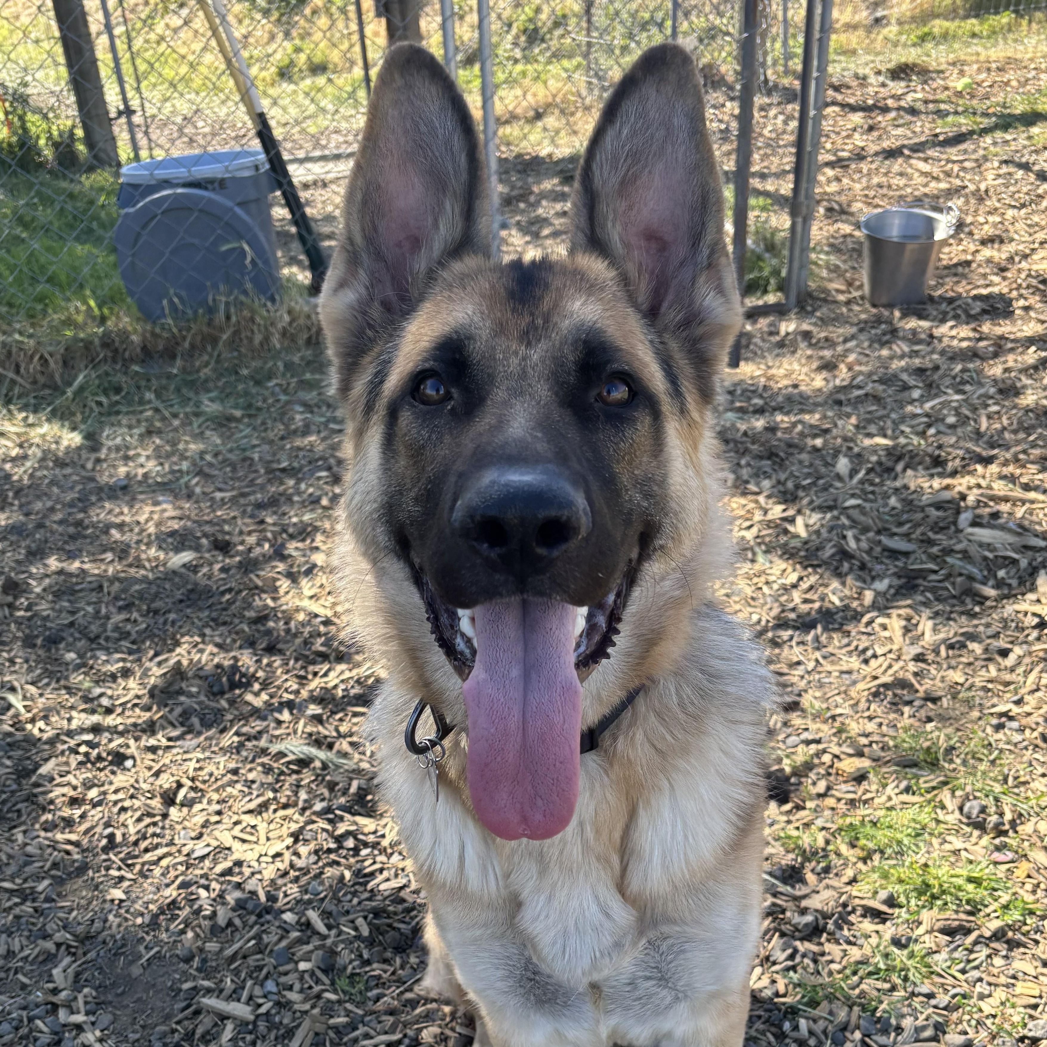 Ryker , adoptable, Young Male German Shepherd Dog.