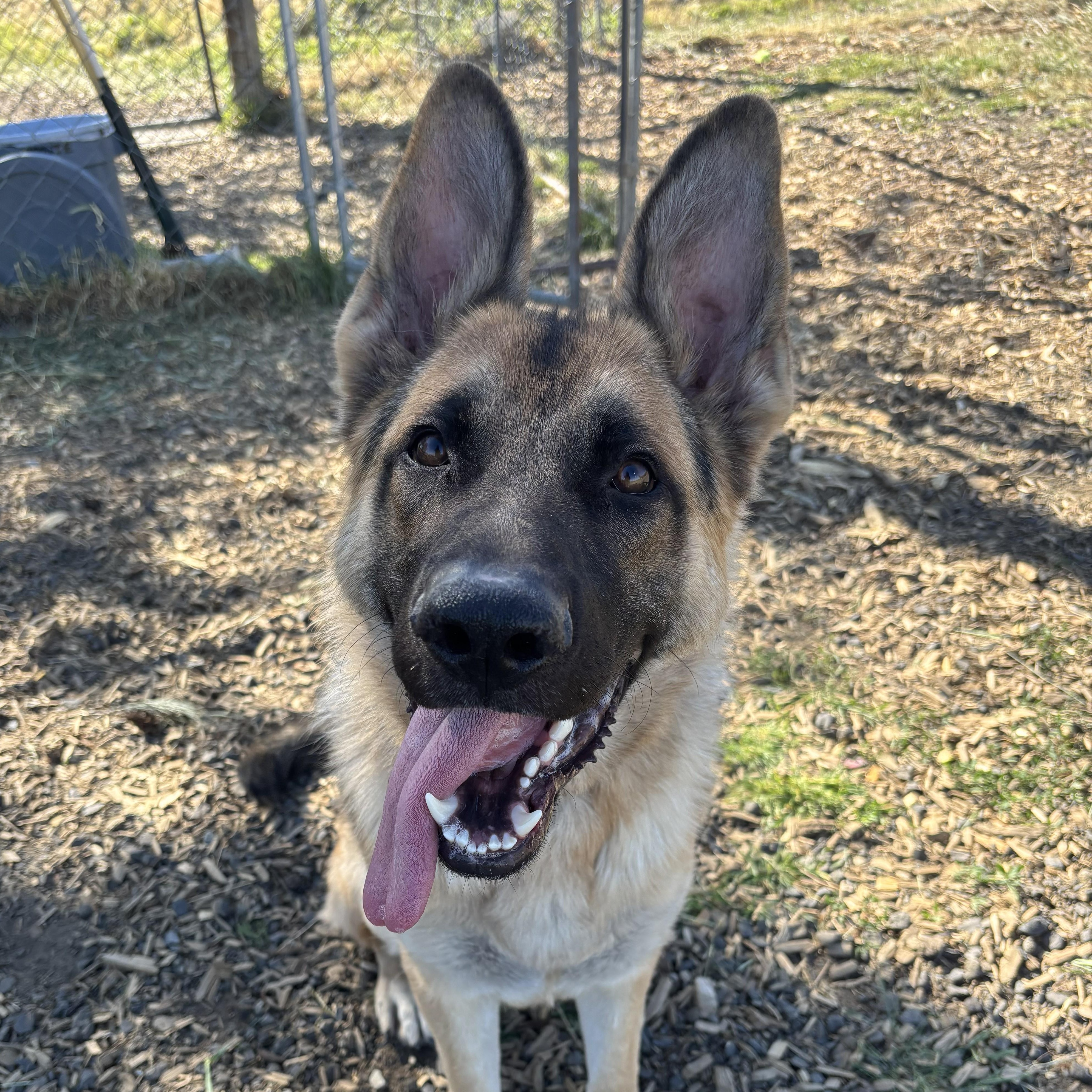 Ryker , an adoptable German Shepherd Dog in The Dalles, OR image 3/4