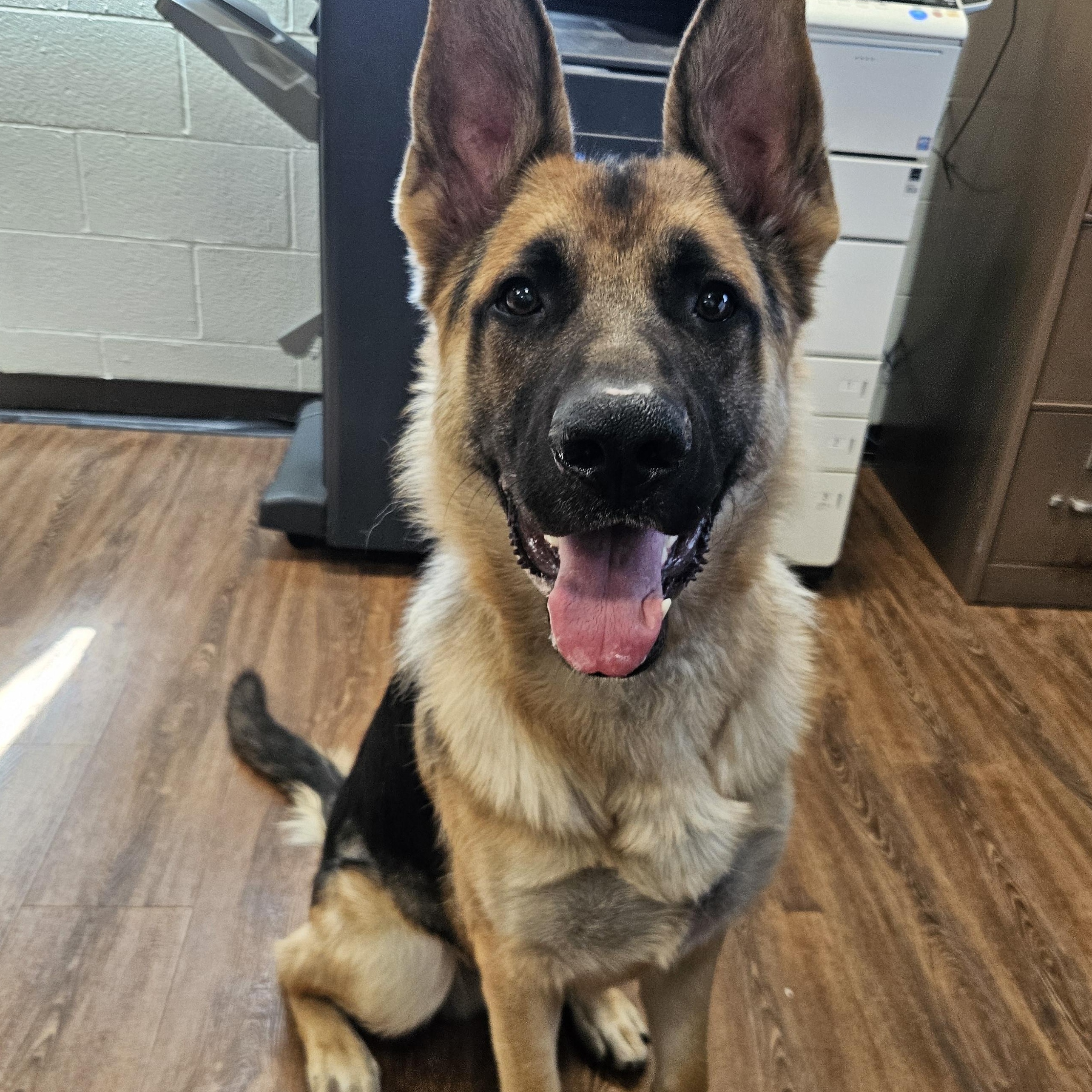 Ryker , an adoptable German Shepherd Dog in The Dalles, OR image 2/4