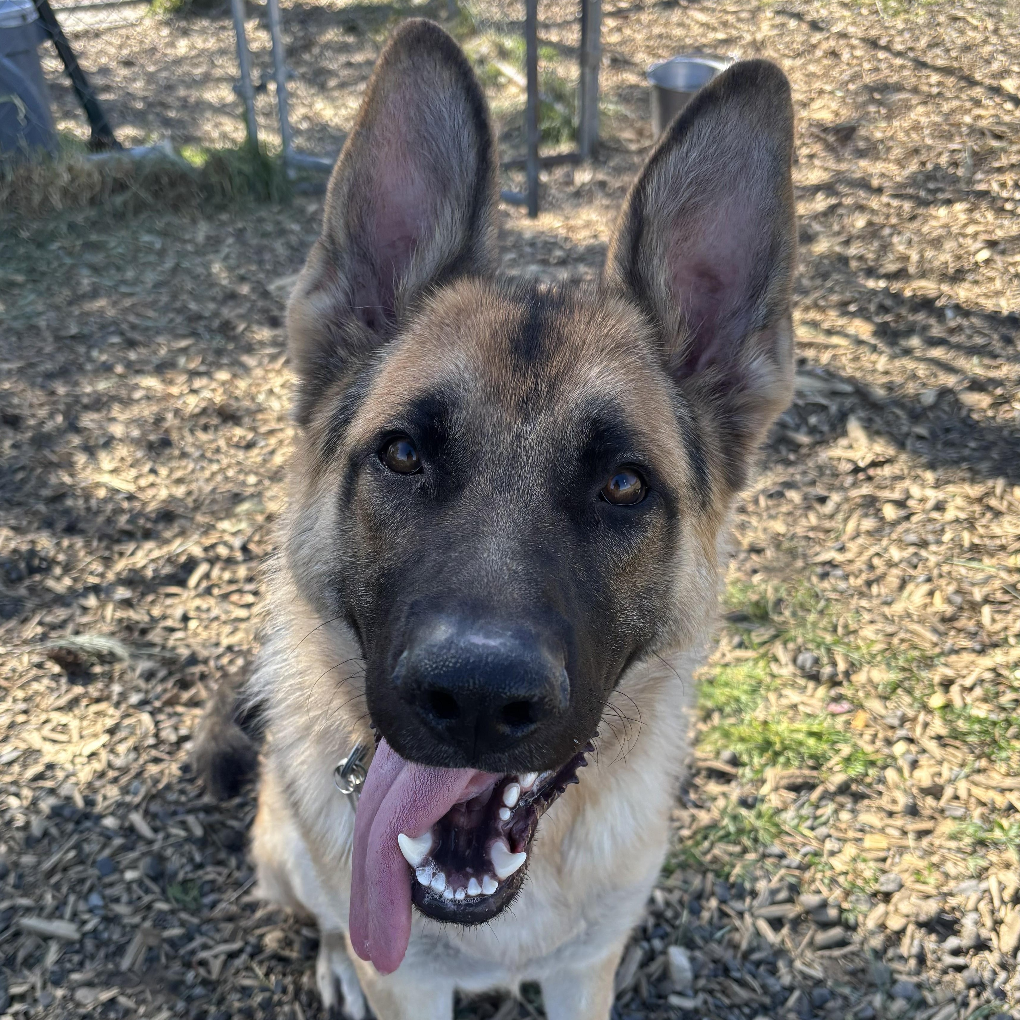 Ryker , an adoptable German Shepherd Dog in The Dalles, OR image 4/4