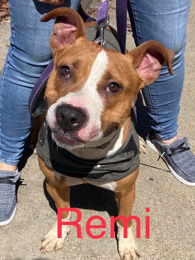 Remi , a Adoptable mixed breed in Chattanooga, TN image 1/11
