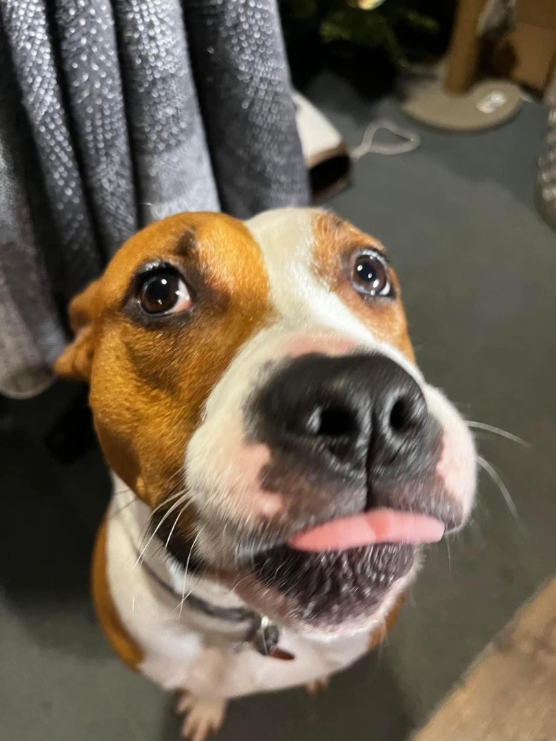 Remi , a Adoptable mixed breed in Chattanooga, TN image 2/11