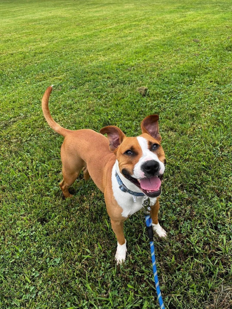 Remi , a Adoptable mixed breed in Chattanooga, TN image 3/11