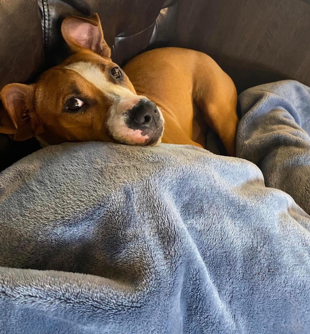 Remi , a Adoptable mixed breed in Chattanooga, TN image 4/11