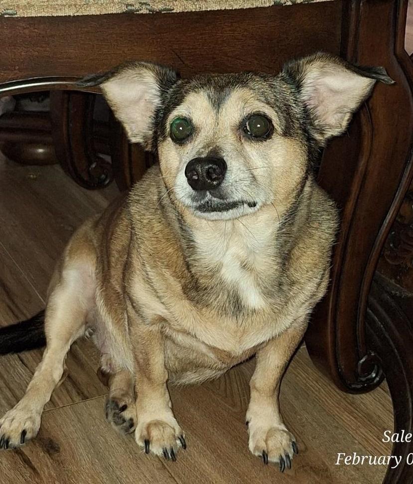 Enlarge Piper, a ADOPTABLE mixed breed in Salem, OR image 1/1