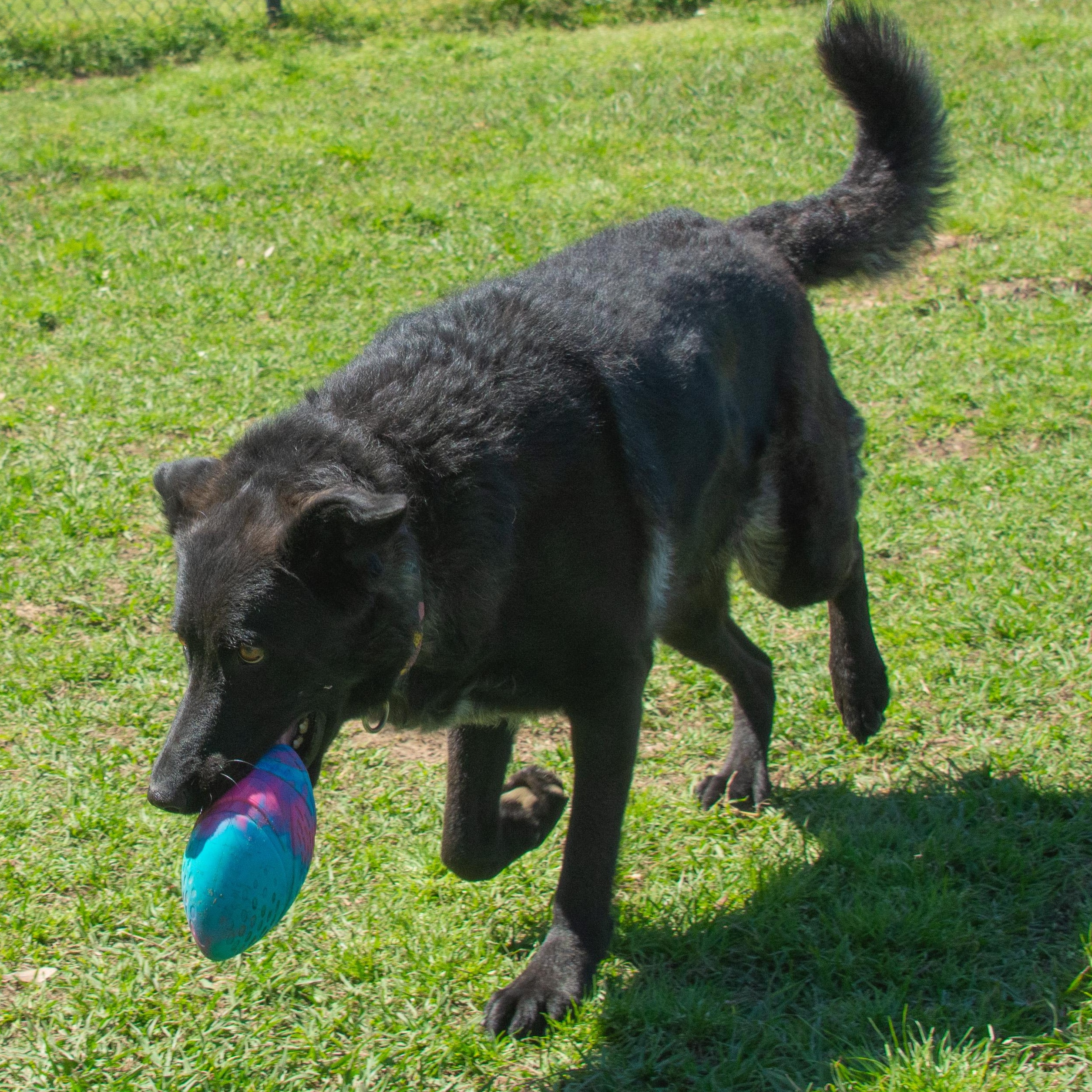 Enlarge Daisy Mae, a Adoptable mixed breed in Richmond, TX image 2/6