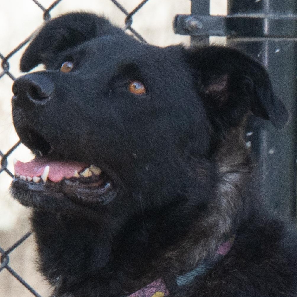 Enlarge Daisy Mae, a Adoptable mixed breed in Richmond, TX image 1/6