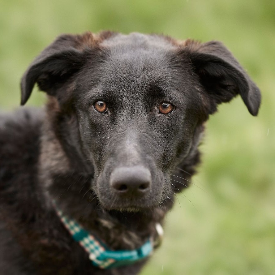 Enlarge Daisy Mae, a Adoptable mixed breed in Richmond, TX image 5/6