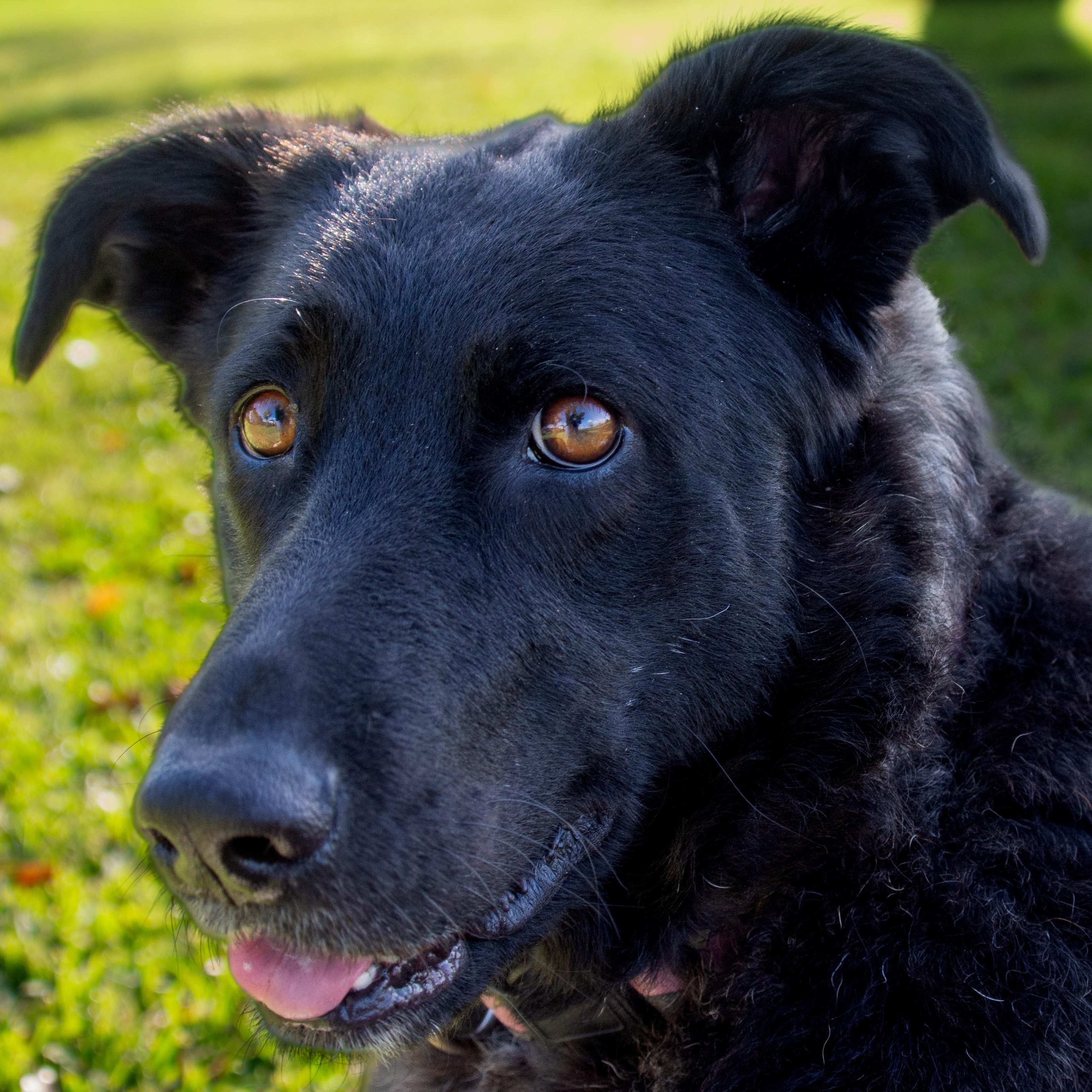 Daisy Mae, Adoptable, Adult Female Shollie & Border Collie.