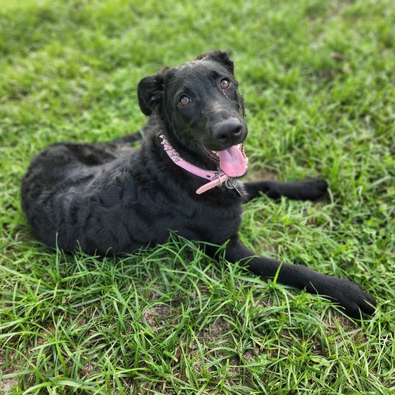 Enlarge Daisy Mae, a Adoptable mixed breed in Richmond, TX image 6/6
