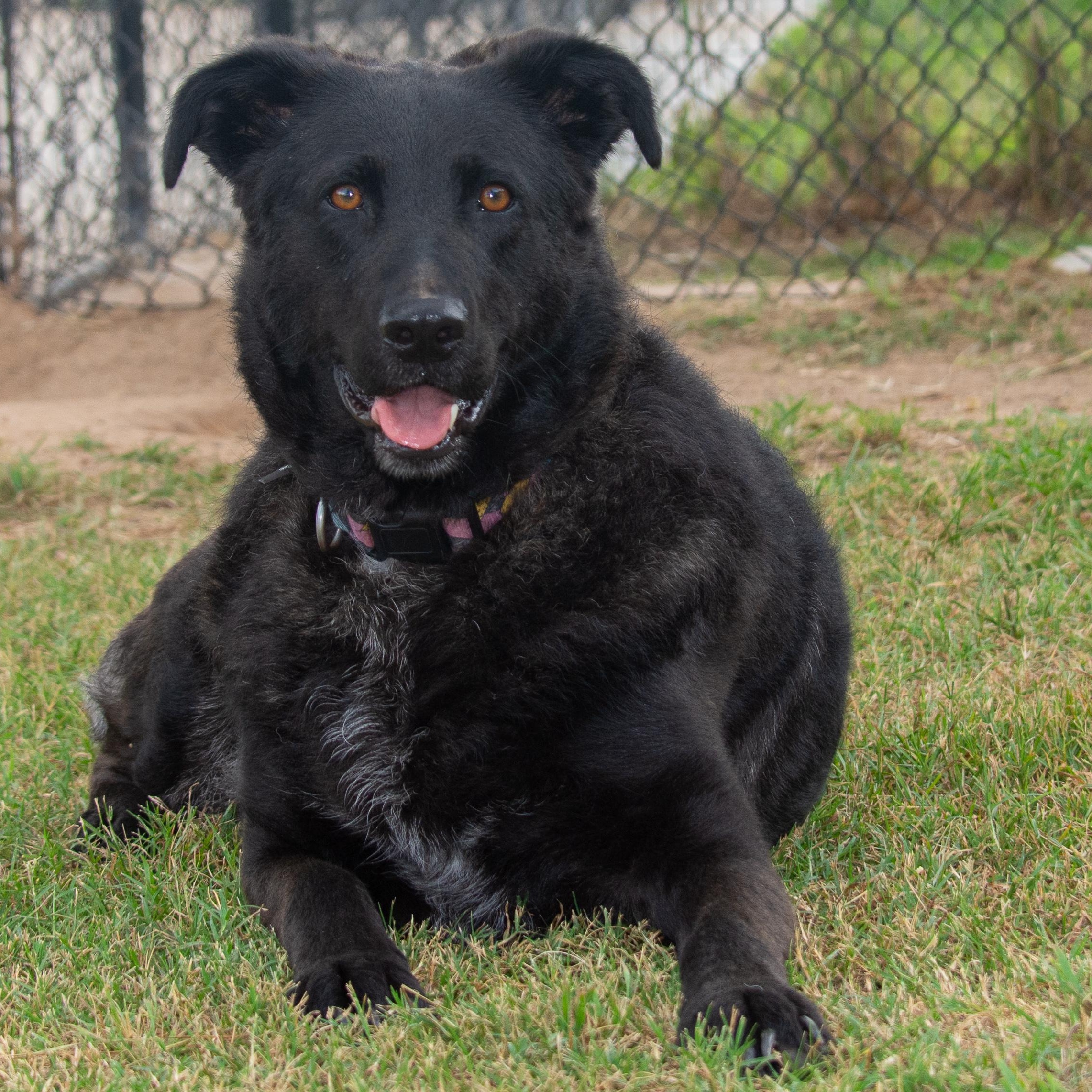 Enlarge Daisy Mae, a Adoptable mixed breed in Richmond, TX image 4/6