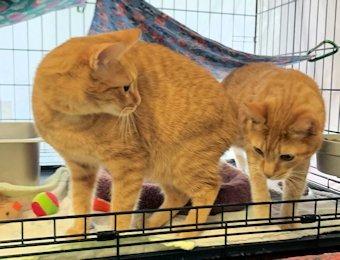 Enlarge Bailey (Rowan), a Adoptable mixed breed in Lunenburg, MA image 2/2