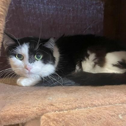 Enlarge Snoopy, a Adoptable Domestic Short Hair in Rochester, MN image 1/2