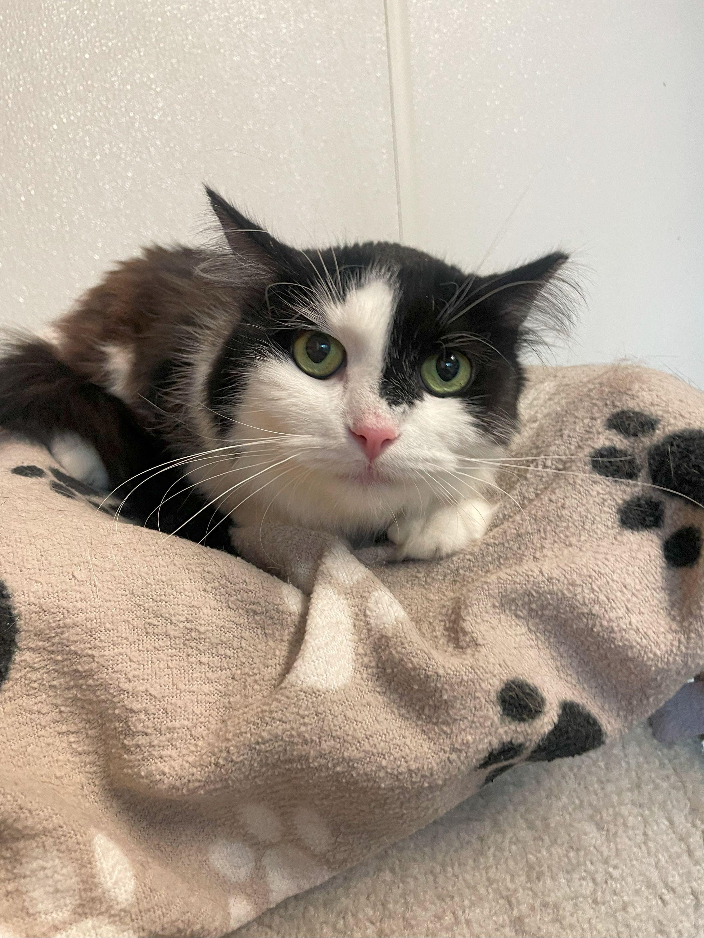 Snoopy, Adoptable, Adult Female Domestic Short Hair.