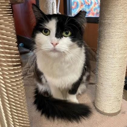 Snoopy, Adoptable, Adult Female Domestic Short Hair.