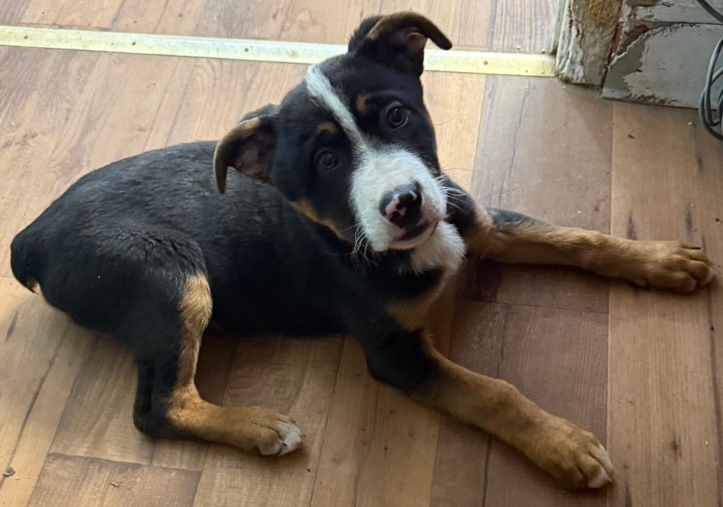 Enlarge Vann, a Adoptable mixed breed in Fayetteville, TN image 1/1