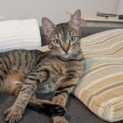 Enlarge Georgia O'Keeffe, a Adoptable Domestic Short Hair in Colorado Springs, CO image 1/2