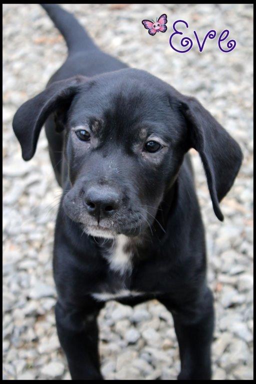 Eve, a ADOPTABLE mixed breed in Shippenville, PA image 1/6