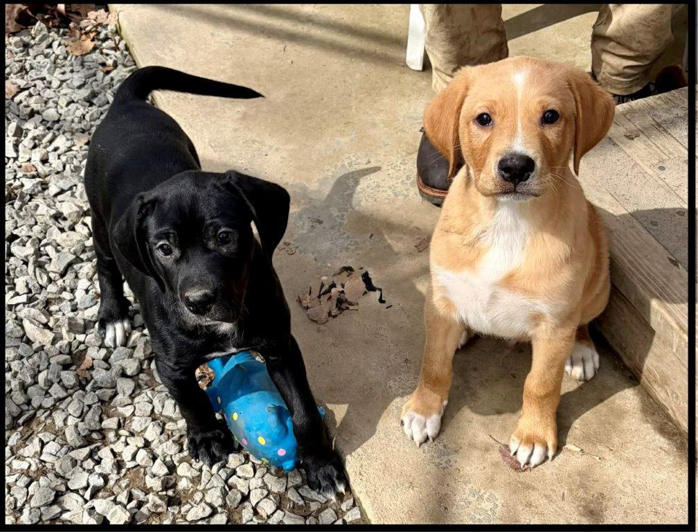 Eve, a ADOPTABLE mixed breed in Shippenville, PA image 4/6