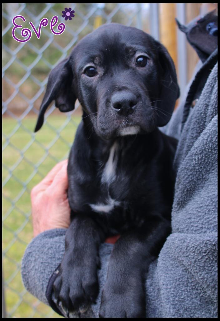 Eve, a ADOPTABLE mixed breed in Shippenville, PA image 3/6