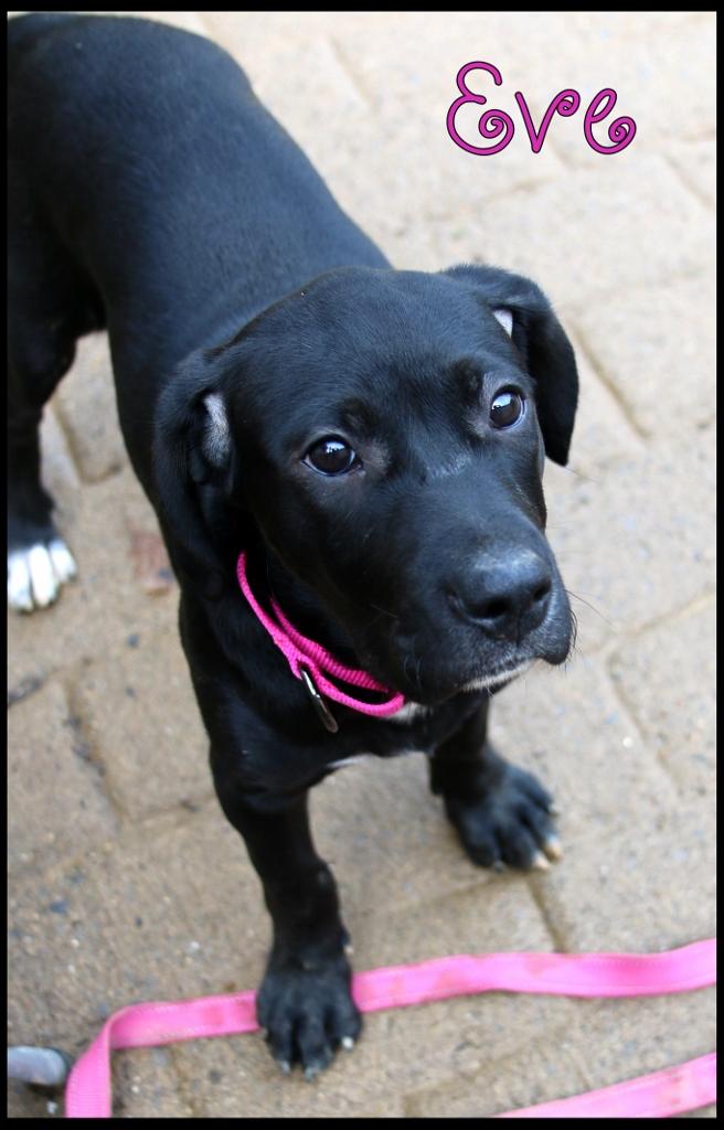 Eve, ADOPTABLE, Puppy Female Labrador Retriever.