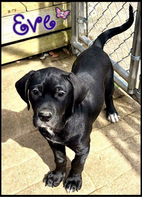 Eve, a ADOPTABLE mixed breed in Shippenville, PA image 2/6