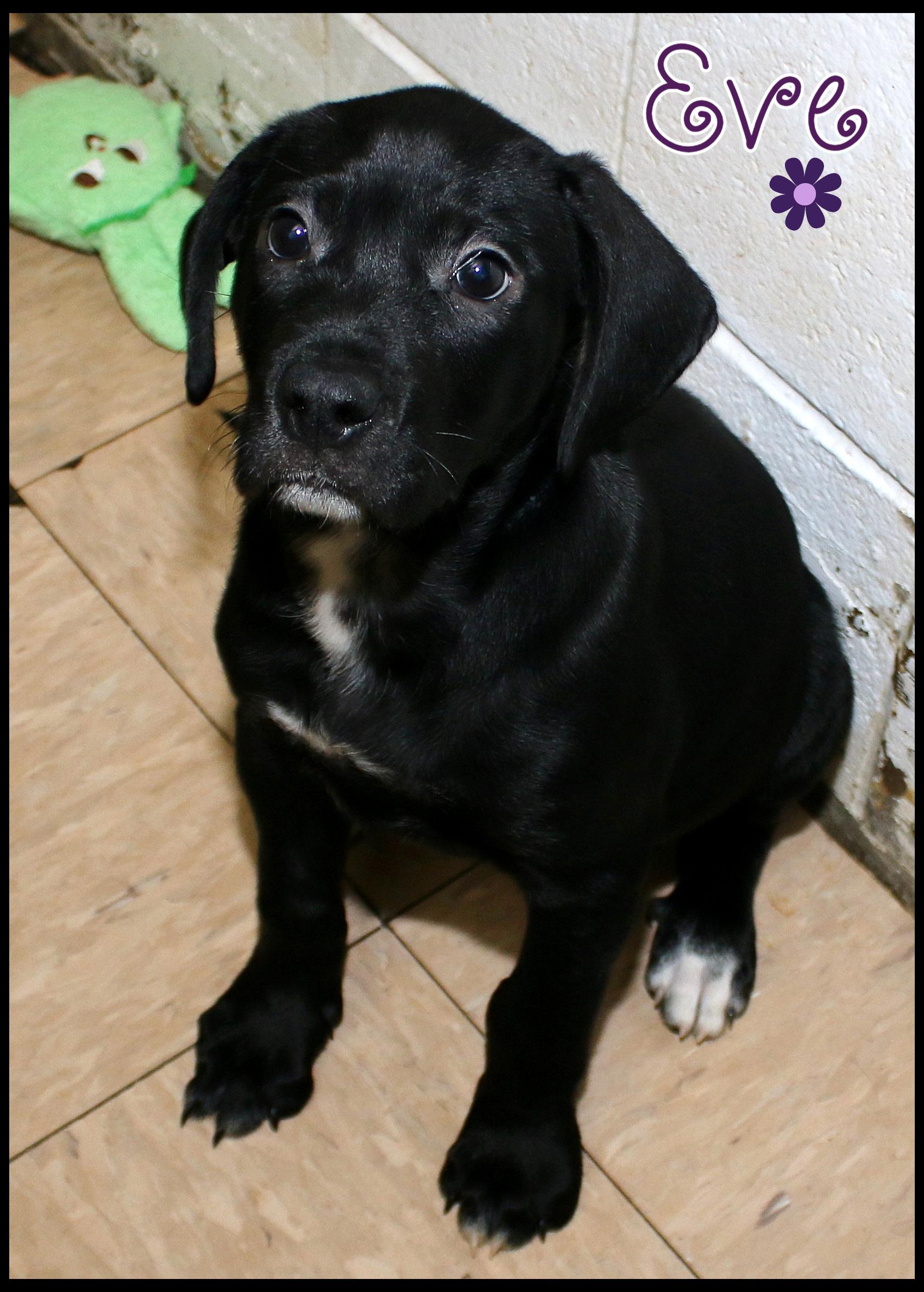 Eve, a ADOPTABLE mixed breed in Shippenville, PA image 6/6