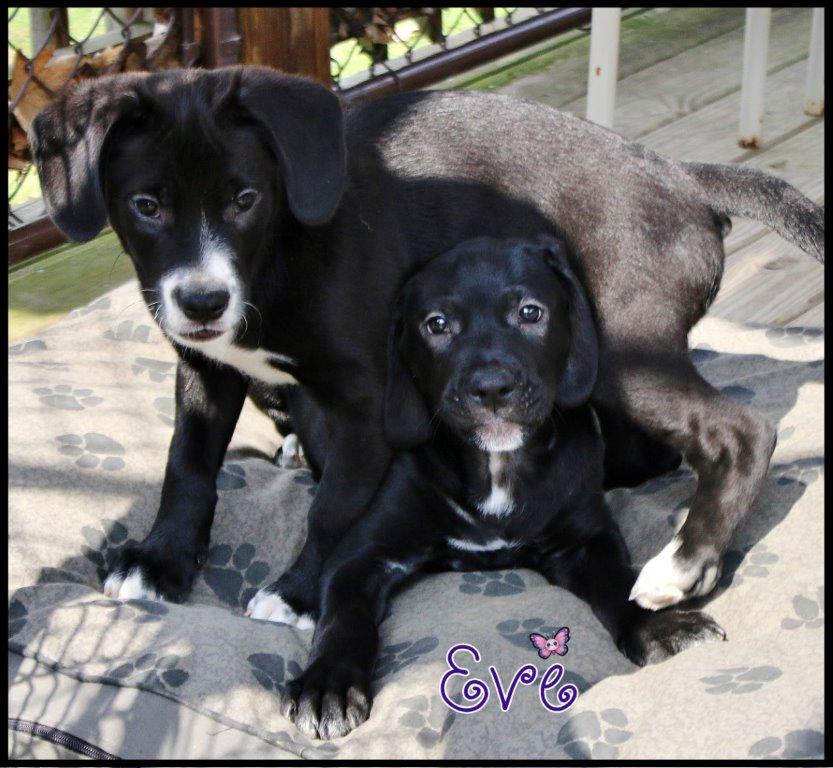 Eve, a ADOPTABLE mixed breed in Shippenville, PA image 5/6