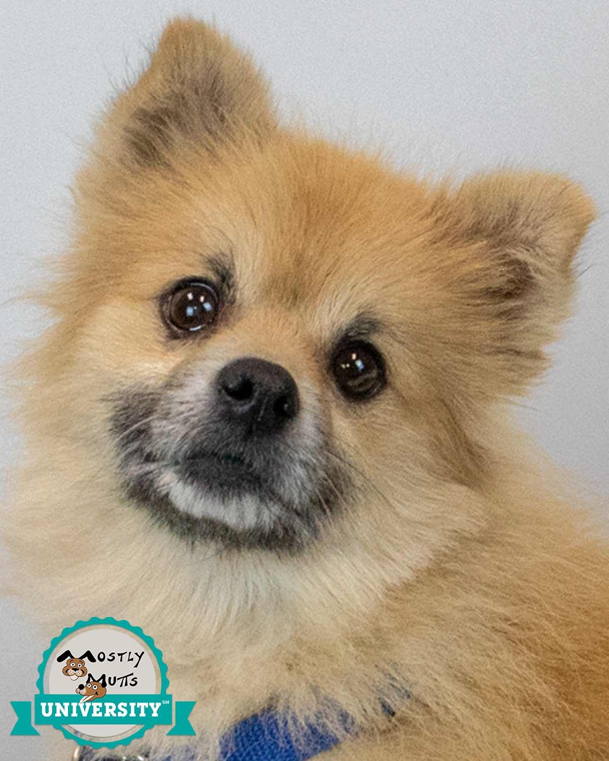 Enlarge Woody, an adopted Pomeranian in Kennesaw, GA image 1/6