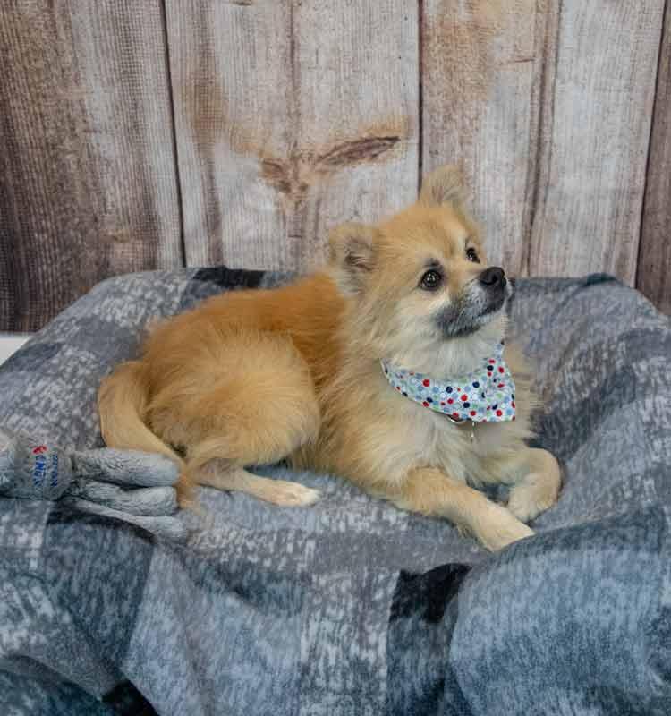 Enlarge Woody, an adopted Pomeranian in Kennesaw, GA image 2/6