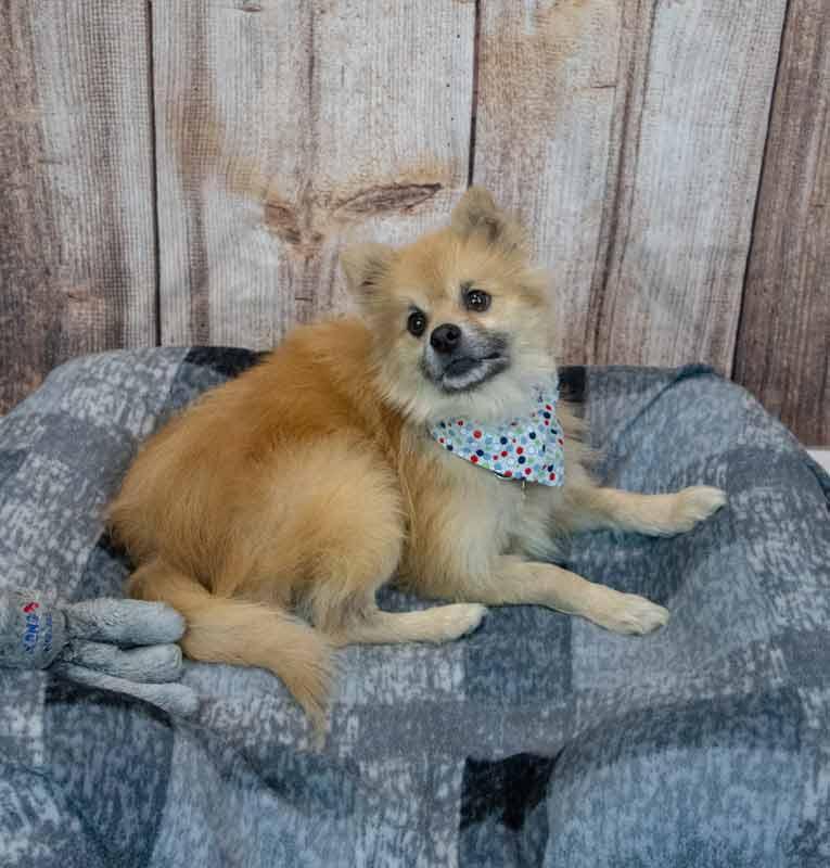 Enlarge Woody, an adopted Pomeranian in Kennesaw, GA image 5/6