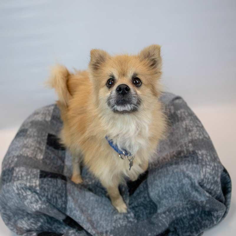Enlarge Woody, an adopted Pomeranian in Kennesaw, GA image 3/6