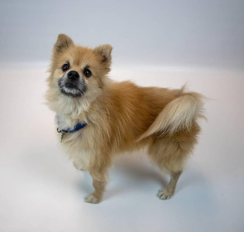 Enlarge Woody, an adopted Pomeranian in Kennesaw, GA image 6/6