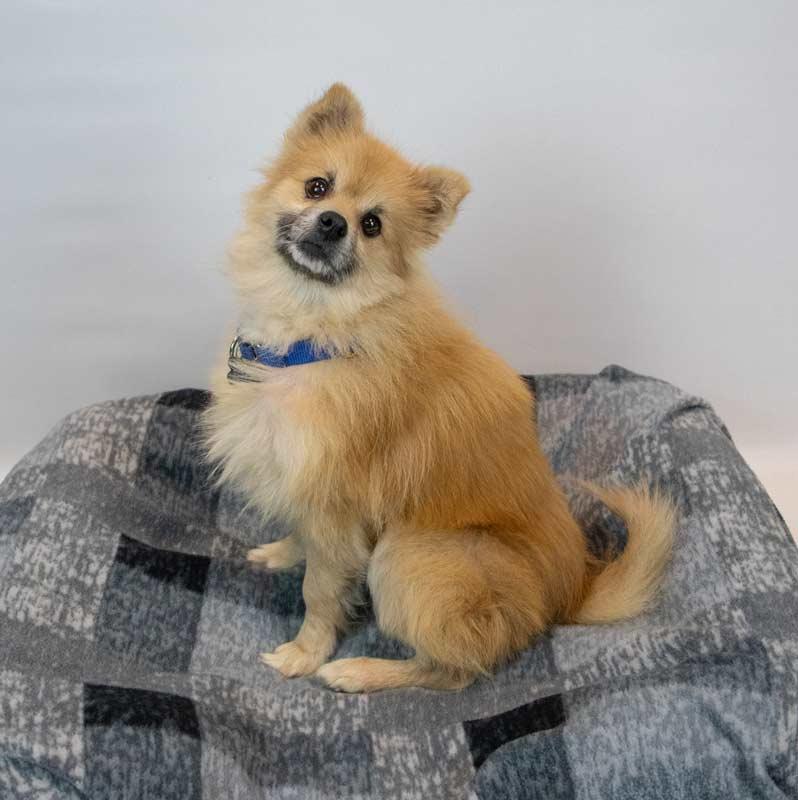 Enlarge Woody, an adopted Pomeranian in Kennesaw, GA image 4/6