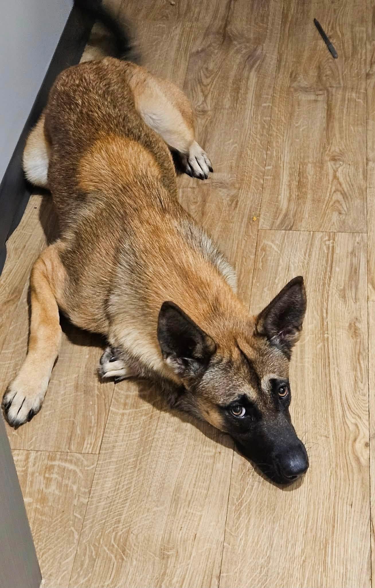 Enlarge Ember, a ADOPTABLE mixed breed in Covington, TN image 4/4