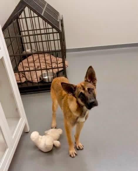 Enlarge Ember, a ADOPTABLE mixed breed in Covington, TN image 3/4