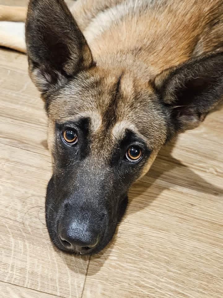 Ember, ADOPTABLE, Puppy Female German Shepherd Dog.