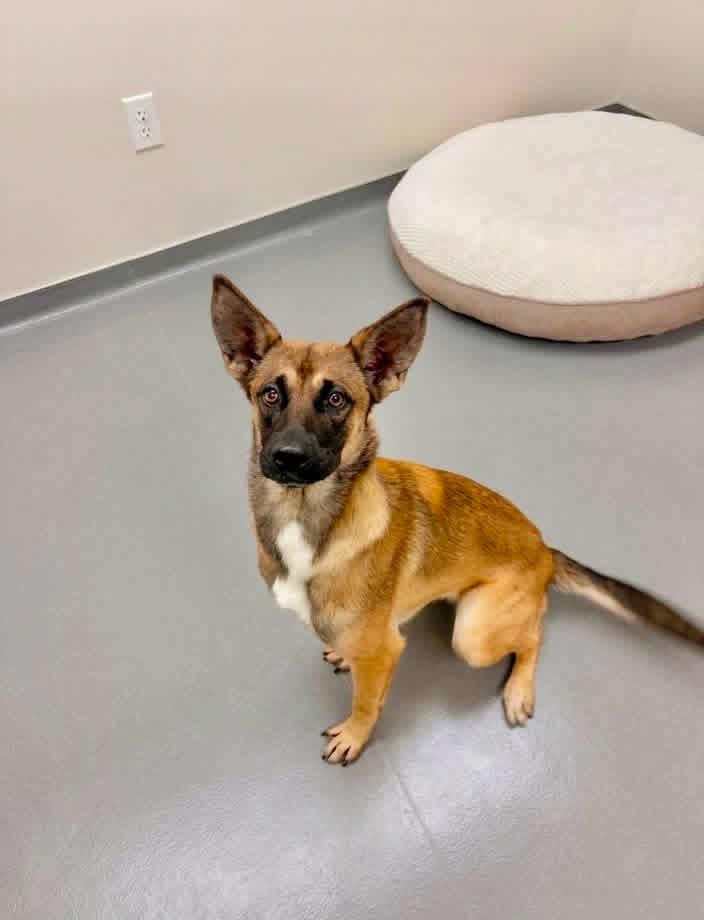 Enlarge Ember, a ADOPTABLE mixed breed in Covington, TN image 2/4